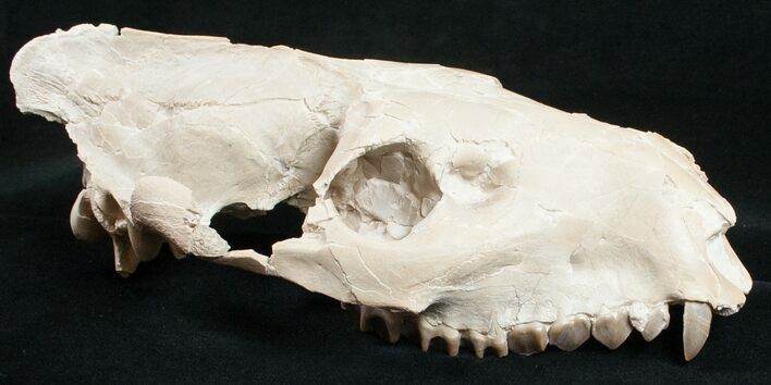 Oreodont (Merycoidodon) Skull - Nebraska #10747